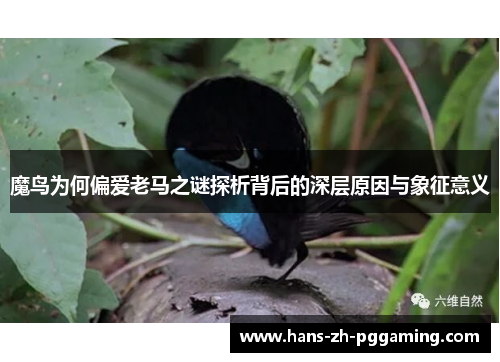 魔鸟为何偏爱老马之谜探析背后的深层原因与象征意义